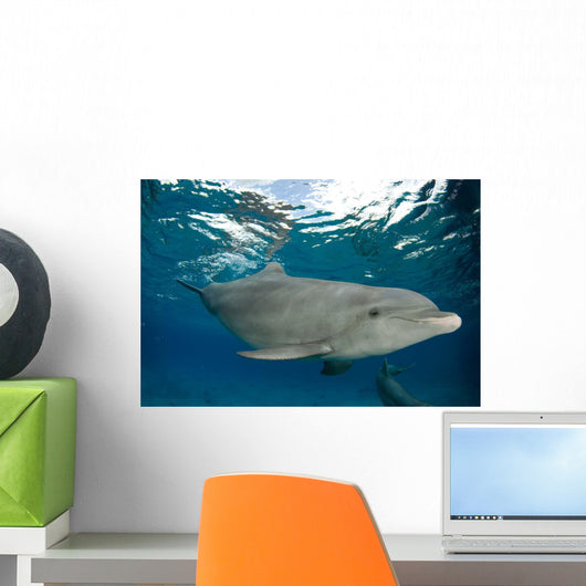 Bottlenose Dolphin Tursiops Truncatus Wall Decal Design 3