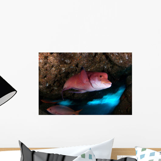 Mexican Hogfish Bodianus Diplotaenia Wall Decal Design 5