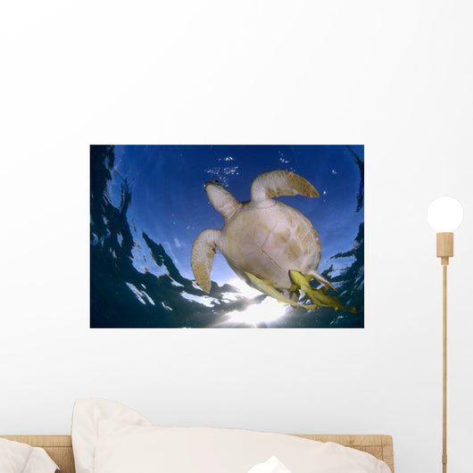 Green Sea Turtle Chelonia Wall Decal Design 9