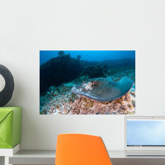 Southern Stingray Dasyatis Americana Wall Decal Design 2