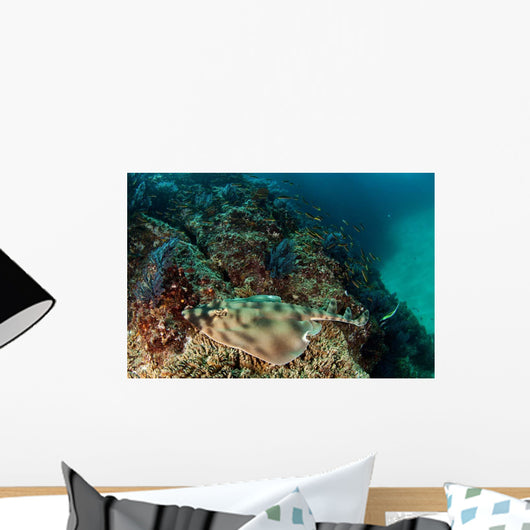 Banded Guitarfish Zapteryx Exasperata Wall Decal Design 4