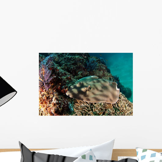 Banded Guitarfish Zapteryx Exasperata Wall Decal Design 3