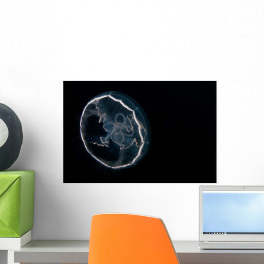 Moon Jellyfish Aurelia Aurita Wall Decal Design 1