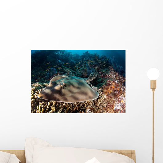 Banded Guitarfish Zapteryx Exasperata Wall Decal Design 2