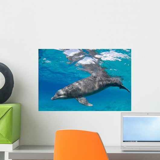 Bottlenose Dolphin Tursiops Truncatus Wall Decal Design 2