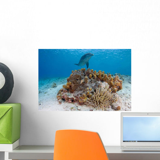 Bottlenose Dolphin Tursiops Truncatus Wall Decal Design 1