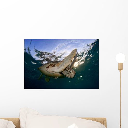 Green Sea Turtle Chelonia Wall Decal Design 6