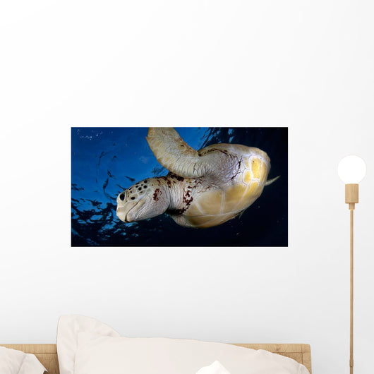 Green Sea Turtle Chelonia Wall Decal Design 5