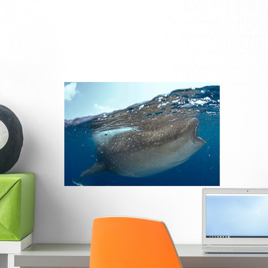 Whale Shark Rhincodon Typus Wall Decal