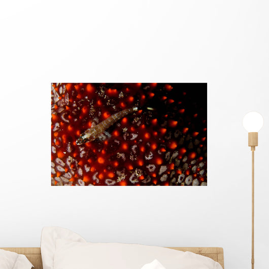 Lizard Triplefin Top Sea Wall Decal Design 2