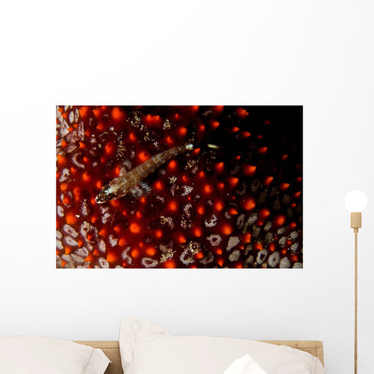 Lizard Triplefin Top Sea Wall Decal Design 2
