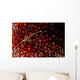 Lizard Triplefin Top Sea Wall Decal Design 2