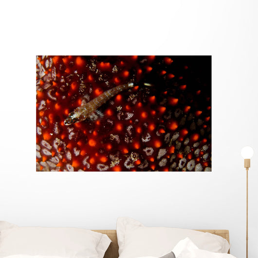 Lizard Triplefin Top Sea Wall Decal Design 2