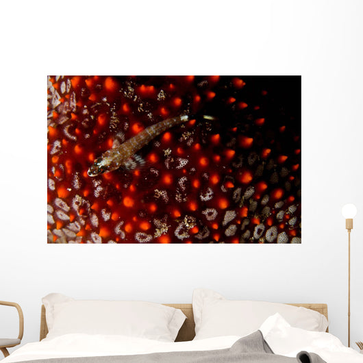 Lizard Triplefin Top Sea Wall Decal Design 2