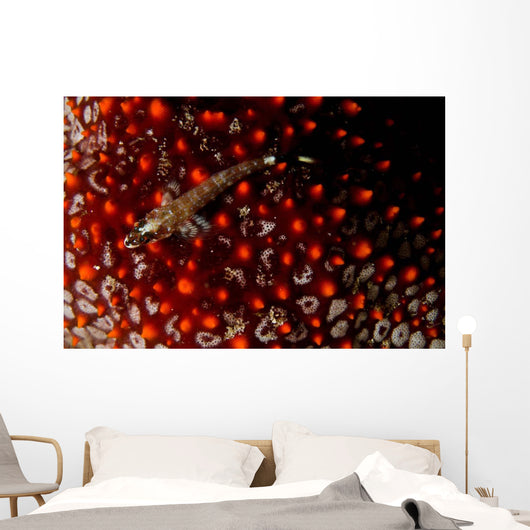 Lizard Triplefin Top Sea Wall Decal Design 2