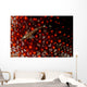 Lizard Triplefin Top Sea Wall Decal Design 2
