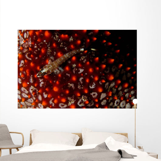 Lizard Triplefin Top Sea Wall Decal Design 2
