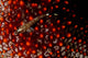 Lizard Triplefin Top Sea Wall Decal Design 2