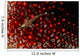 Lizard Triplefin Top Sea Wall Decal Design 2