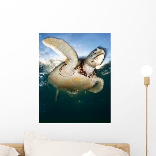 Green Sea Turtle Chelonia Wall Decal Design 4