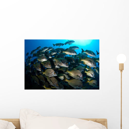 School Burito Grunt Fish Wall Decal Design 4