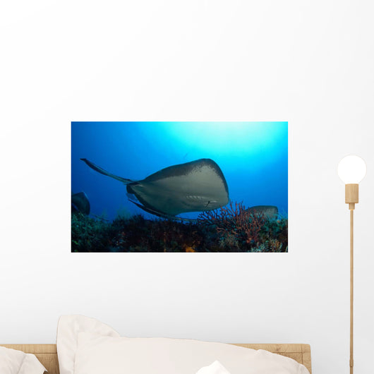 Southern Stingray Swimming Offshore Wall Decal