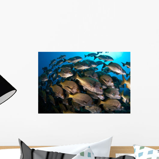 School Burito Grunt Fish Wall Decal Design 3