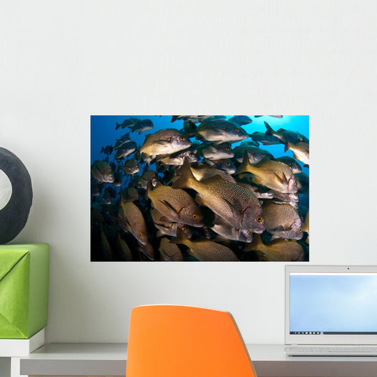School Burito Grunt Fish Wall Decal Design 2