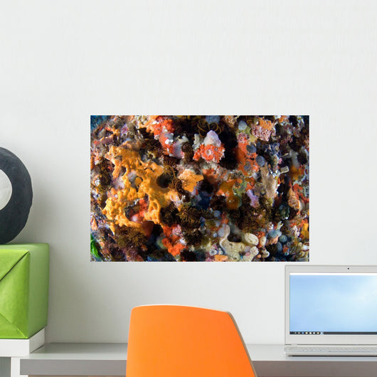 Sponges Tunicates Crinoids Acidians Wall Decal