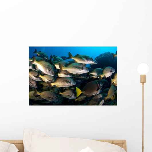 School Burito Grunt Fish Wall Decal Design 1