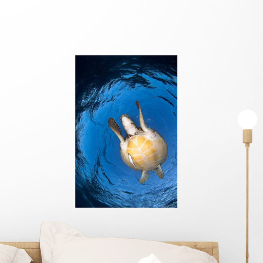 Green Sea Turtle Chelonia Wall Decal Design 3