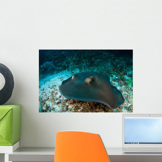 Southern Stingray Dasyatis Americana Wall Decal Design 1