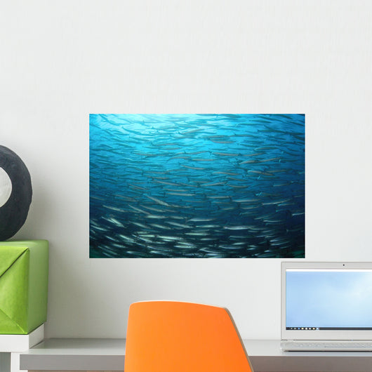 Large School Mexican Barracuda Wall Decal