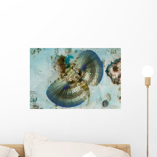 Flying Gurnard Swimming along Wall Decal Design 2