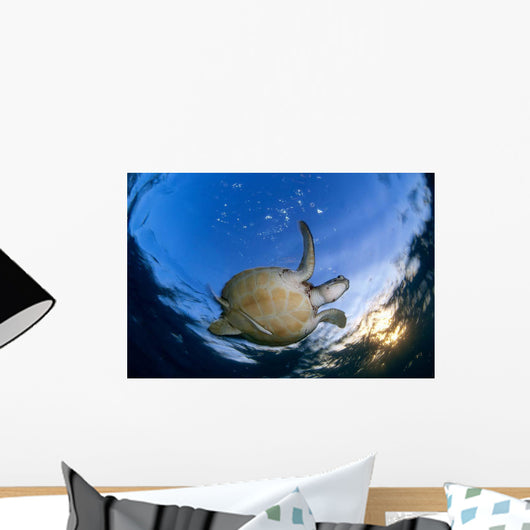 Green Sea Turtle Chelonia Wall Decal Design 1