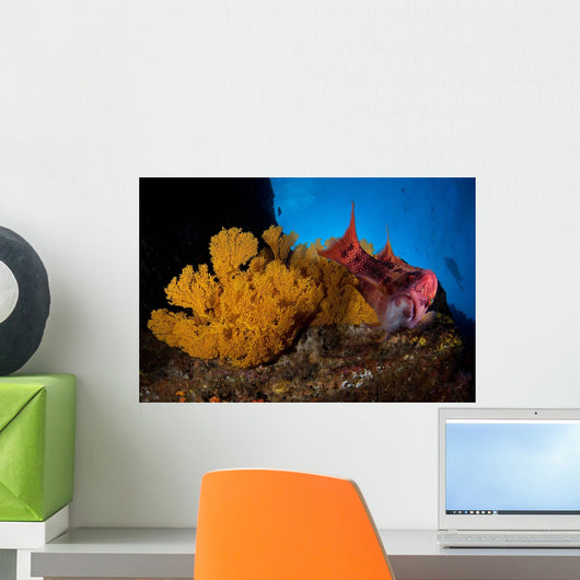 Mexican Hogfish Bodianus Diplotaenia Wall Decal Design 3