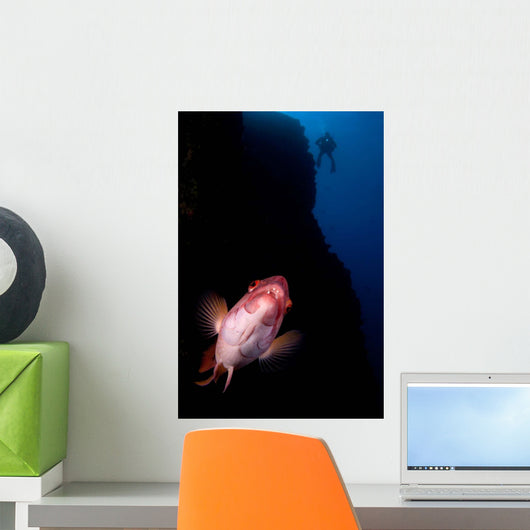 Mexican Hogfish Bodianus Diplotaenia Wall Decal Design 1