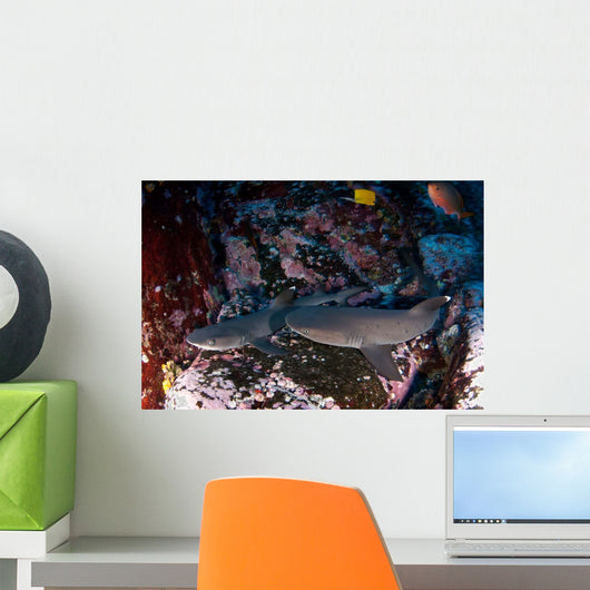 Whitetip Sharks Triaenodon Obesus Wall Decal