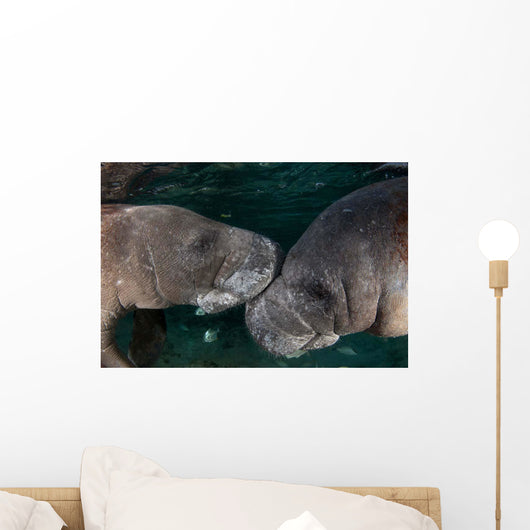 Manatee Couple Trichechus Manatus Wall Decal