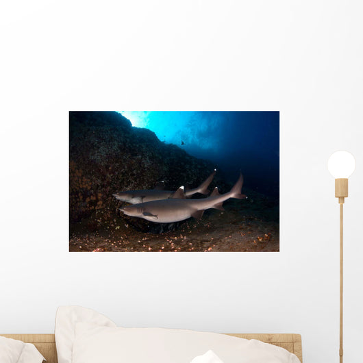 Whitetip Reef Sharks Swimming Wall Decal