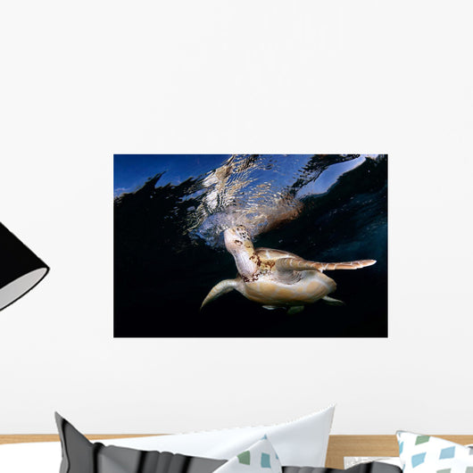 Green Sea Turtle Taking Wall Decal