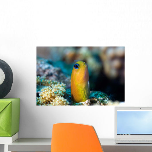 Golden Blenny Ecsenius Midas Wall Decal