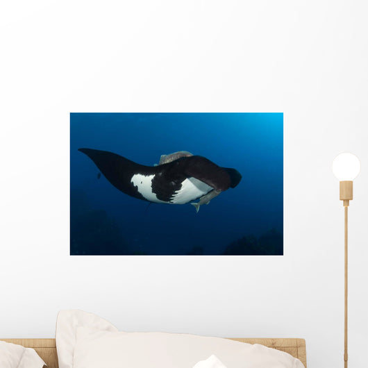 Giant Manta Ray Manta Wall Decal Design 7