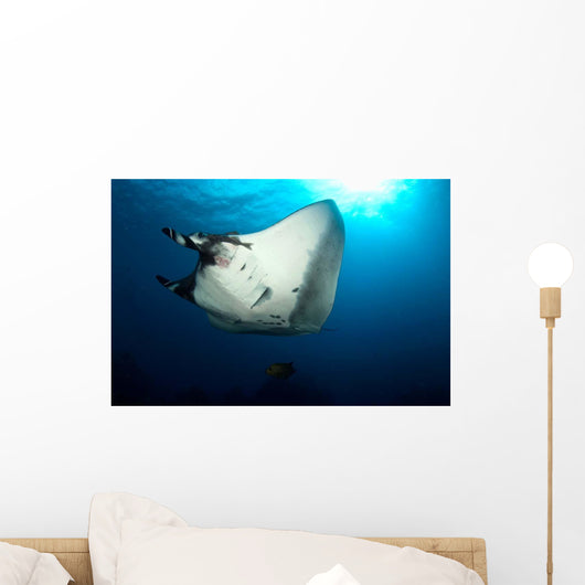 Giant Manta Ray Manta Wall Decal Design 6