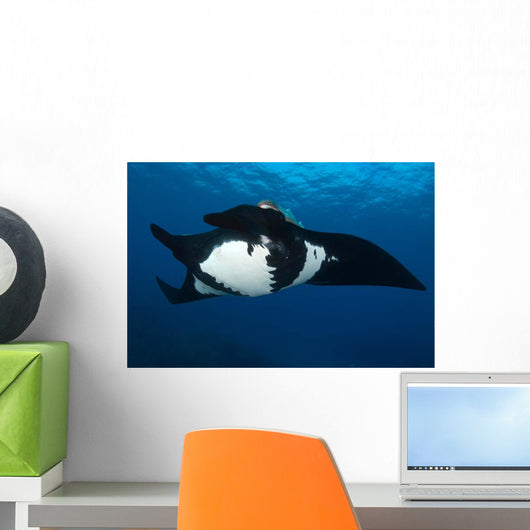 Giant Manta Ray Manta Wall Decal Design 5
