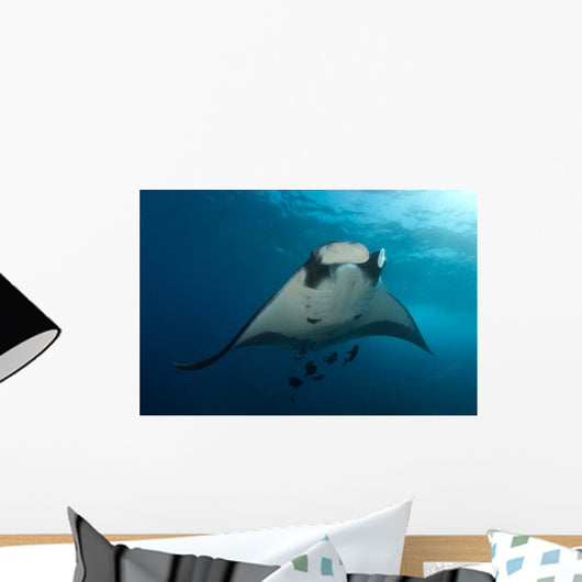 Manta Ray Manta Birostris Wall Decal Design 1