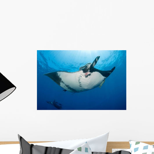 Giant Manta Ray Manta Wall Decal Design 3