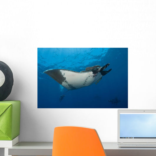 Giant Manta Ray Manta Wall Decal Design 2