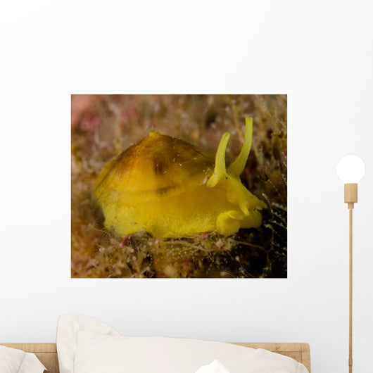 Nudibranch Tylodina Fungina Sea Wall Decal