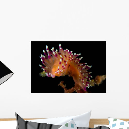 Flabellina Marcusorum Nudibranch Portrait Wall Decal